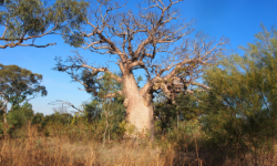 Image: One of the iconic boab trees with a carving in the Kimberley, WA. Credit: Jane Balme Image: One of the iconic boab trees with a carving in the Kimberley, WA. Credit: Jane Balme