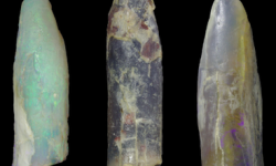 Sauropod teeth fossils (not to scale) showing the diversity of tooth shapes found at Lightning Ridge. The fossils have different colours since they’re all made out of opal. Timothy Frauenfelder Sauropod teeth fossils (not to scale) showing the diversity of tooth shapes found at Lightning Ridge. The fossils have different colours since they’re all made out of opal. Timothy Frauenfelder