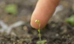 PEB Seedling PEB Seedling