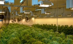 Cann Group Limited, key partner of the ARC Research Hub for Medicinal Agriculture. Cann Group Limited, key partner of the ARC Research Hub for Medicinal Agriculture.