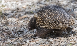echidna echidna
