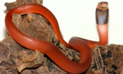 The Sudanese red spitting cobra, a predator analysed in Dr Fry's study. Image: Bonnerscar The Sudanese red spitting cobra, a predator analysed in Dr Fry's study. Image: Bonnerscar