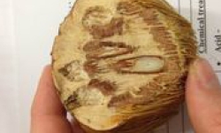 anyakngarra nut anyakngarra nut