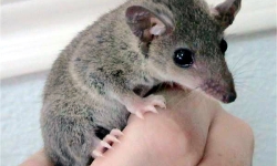 The grey short tailed opossum The grey short tailed opossum