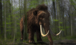 Mammoth Mammoth
