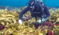 Researching the health of kelp forests in the Great Southern Reef Researching the health of kelp forests in the Great Southern Reef