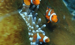 Baby reef fish swimming. Baby reef fish swimming.