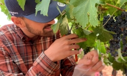 Researcher Pietro Previtali collecting sample Cabernet Sauvignon grapes for the study. Researcher Pietro Previtali collecting sample Cabernet Sauvignon grapes for the study.