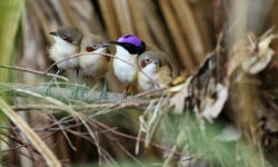 Avoiding predation is key for surviving in the wild. Credit: Dr Niki Teunissen.