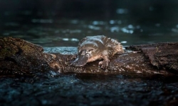 Platypus numbers have been declining but a new 'smart water tank' project is set to improve the odds for platypus in Monbulk Creek. Image: Doug Gimesy Platypus numbers have been declining but a new 'smart water tank' project is set to improve the odds for platypus in Monbulk Creek. Image: Doug Gimesy
