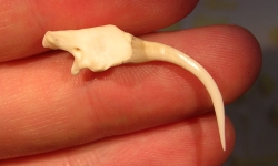 Venom fang of a Gaboon viper, with the venom groove running along the top. Alessandro Palci, Author provided Venom fang of a Gaboon viper, with the venom groove running along the top. Alessandro Palci, Author provided