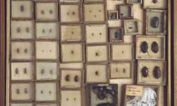 Collection of beetles, Case containing beetles from the Joseph Dandridge and Petiver collections. Some have Hans Sloane's catalogue numbers. C016/5553 ©The Trustees of the Natural History Museum, London Collection of beetles, Case containing beetles from the Joseph Dandridge and Petiver collections. Some have Hans Sloane's catalogue numbers. C016/5553 ©The Trustees of the Natural History Museum, London