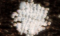 The center pupil of the so called anterior "eyespot" on the fore wing of the African butterfly Bicyclus anynana 