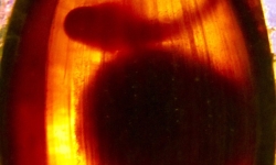 Shark Embryo by M Johnson Shark Embryo by M Johnson