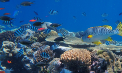 healthy coral reef - coral coe