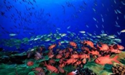 Image: Coral Reef.