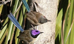 Image: Purple-crowned Fairy-wren.
