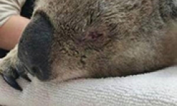 Image: A koala with chlamydial eye disease is examined by vets