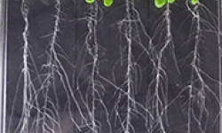 Image: Arabidopsis