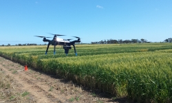 Image: Aerial drone flying over wheat field. Image credit: The University of South Australia. Image: Aerial drone flying over wheat field. Image credit: The University of South Australia.