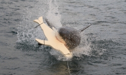Image: White shark (Carcharodon carcharias) attacking a control seal-shaped decoy without the new counter-illumination technology attached. Image credit: Associate Professor Nathan Hart, Macquarie University Image: White shark (Carcharodon carcharias) attacking a control seal-shaped decoy without the new counter-illumination technology attached. Image credit: Associate Professor Nathan Hart, Macquarie University
