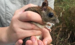 Image: A Brush-tailed Rabbit-rat (Conilurus penicillatus) on Melville Island. Image credit: Hugh Davies. Image: A Brush-tailed Rabbit-rat (Conilurus penicillatus) on Melville Island. Image credit: Hugh Davies.