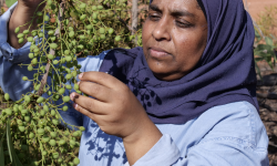 Associate Professor Yasmina Sultanbawa with green plum in East Arnhem Land © UQ Associate Professor Yasmina Sultanbawa with green plum in East Arnhem Land © UQ