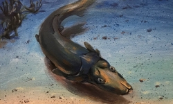 A life reconstruction of Brindabellaspis stensioi, an unusual placoderm fish from the 400-million-year old Burrinjuck reef in New South Wales, Australia.