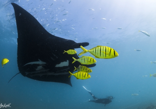 Whoopi the Manta Ray