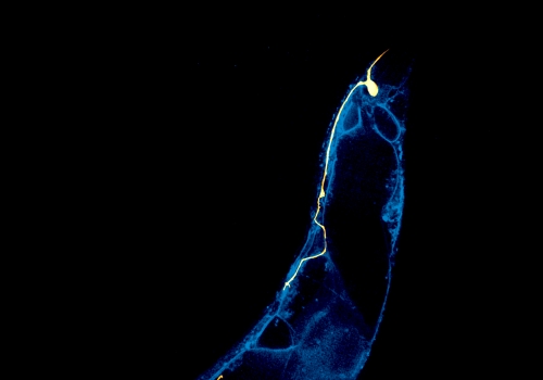 The tail of a nematode C. elegans, in which the main posterior mechanosensory neuron is highlighted