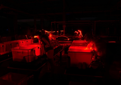 To avoid disrupting the light-sensitive corals, researchers wear red headlamps as they work in the National Sea Simulator during coral spawning.