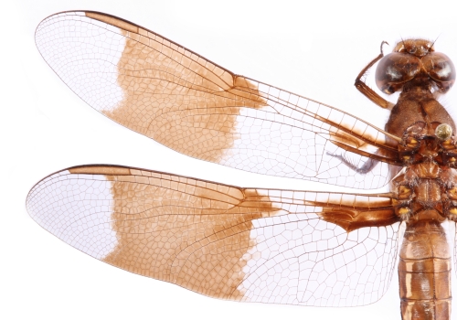 Common whitetail dragonfly. Credit: Public domain image by Christopher Johnson (Insects Unlocked, University of Texas at Austin)