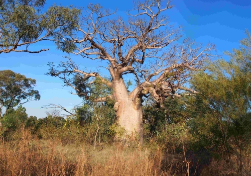 One of the iconic boab trees with a carving in the Kimberley, WA.  Credit: Jane Balme