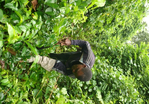 Research assistant Gerard Kyasapa cutting a vine thicket in Tanzania. 