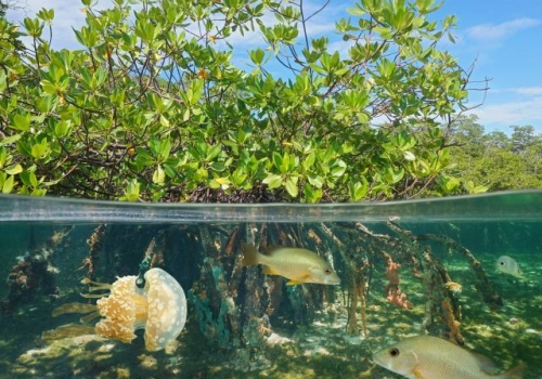 Mangrove half and half with fish and jellyfish.