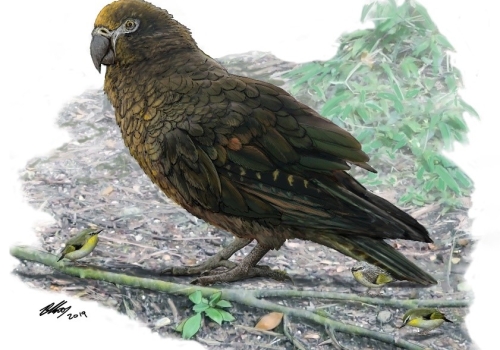 Reconstruction of the giant parrot Heracles