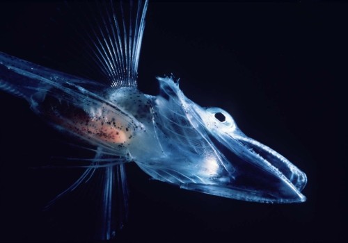 Icefish UK Icefish UK