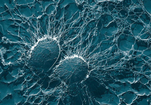 Bacterial cells of S. aureus. Bacterial cells of S. aureus.