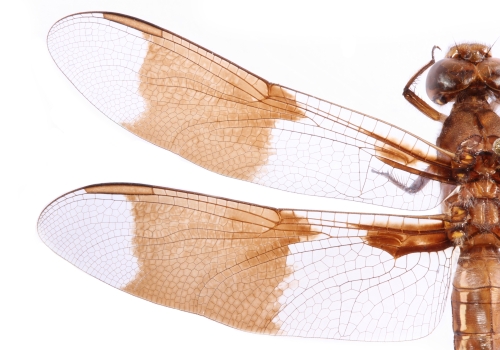 Common whitetail dragonfly. Public domain image by Christopher Johnson (Insects Unlocked, University of Texas at Austin) Common whitetail dragonfly. Public domain image by Christopher Johnson (Insects Unlocked, University of Texas at Austin)