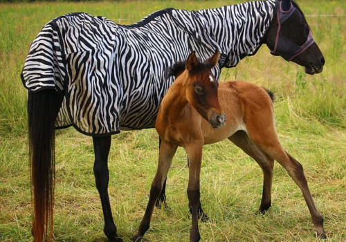 Zebra among horses Zebra among horses