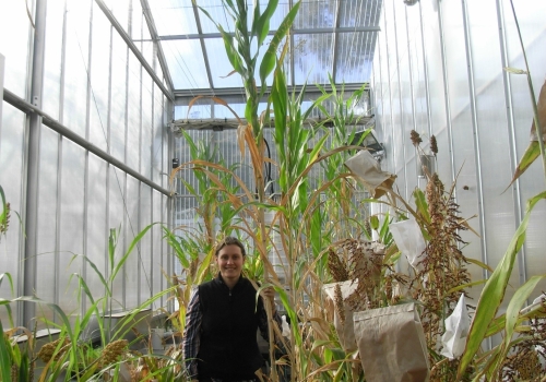 Image: Dr Byrt with some of the diverse range of sorghum types studied in the glasshouse. Image credit: Haiyen Nguyen. Image: Dr Byrt with some of the diverse range of sorghum types studied in the glasshouse. Image credit: Haiyen Nguyen.