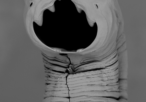 the humble hookworm the humble hookworm