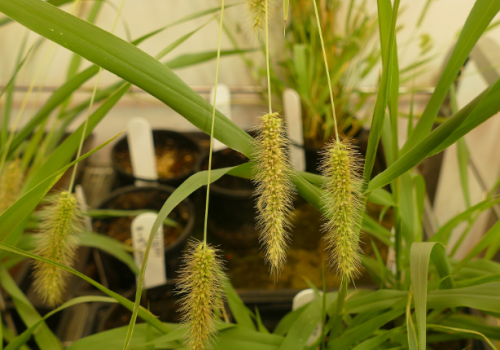 Setaria viridis, the model plant used to find a bottleneck relief in photosynthesis Setaria viridis, the model plant used to find a bottleneck relief in photosynthesis