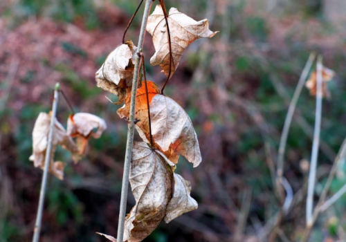 Image: Pxhere (Public Domain). Image: Pxhere (Public Domain).