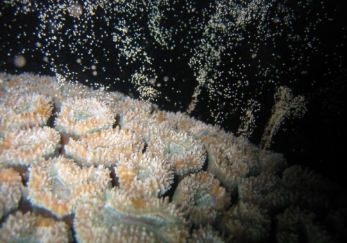 Corals that are better than average at survival, growth and resisting bleaching stress can pass these advantages on to their offspring. Photo: Andrew Baird. Corals that are better than average at survival, growth and resisting bleaching stress can pass these advantages on to their offspring. Photo: Andrew Baird.