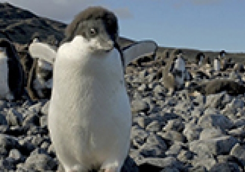 Image: Adelie chick Capr Bird Antarctica.