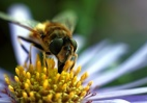 Image: Bee.