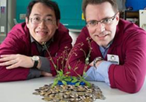Image: Better spenders. Dr Lei Li (L) and Professor Harvey Millar (R) say their research could lead to productive crop plants that more wisely manage their energy budgets.