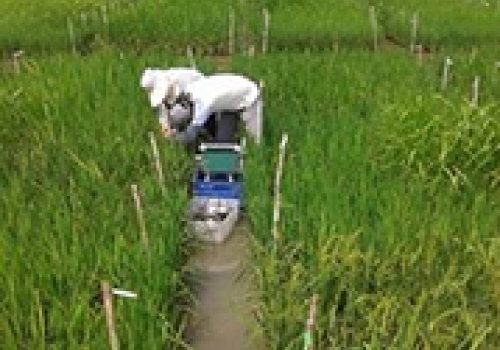 Image: Measuring photosynthesis in rice fields
