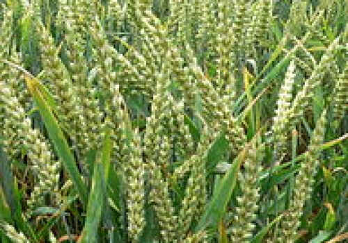 Image: Triticum aestivum (Common wheat) Copyright © 2007 David Monniaux, CC BY-SA 3.0